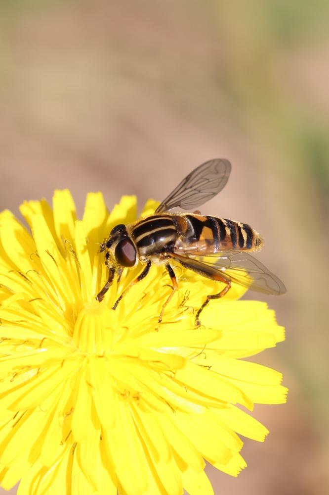 Helophilus pendulus (Linnaeus, 1758)