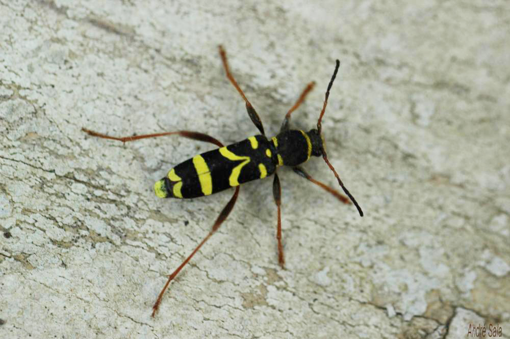 Clyte bélier (Le), Clyte guêpe (Le) Clytus arietis (Linnaeus, 1758)