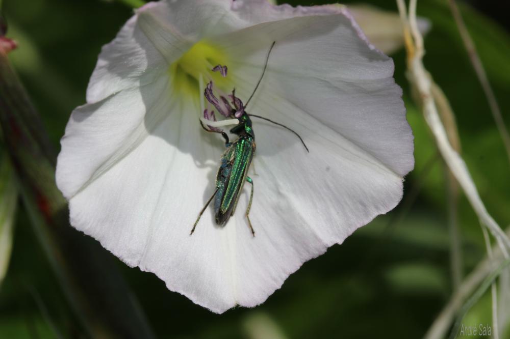 Oedemère noble Oedemera nobilis (Scopoli, 1763)