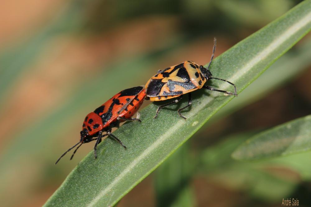 Eurydema ornata (Linnaeus, 1758)