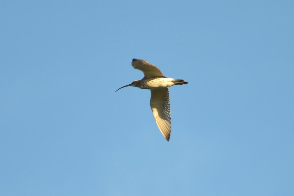 Courlis cendré Numenius arquata (Linnaeus, 1758)