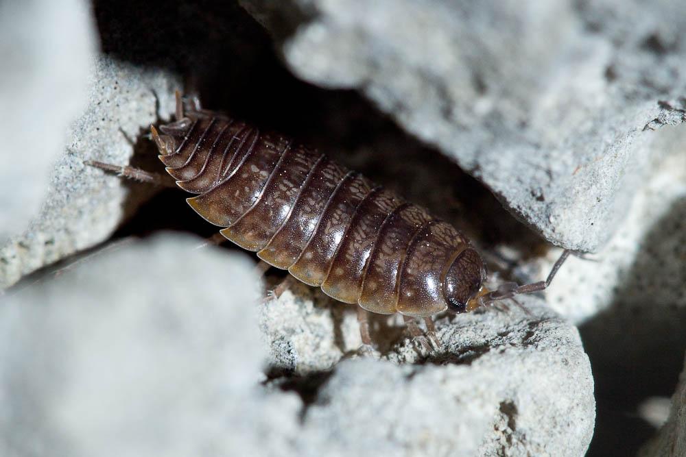 Porcellio gallicus Dollfus, 1904