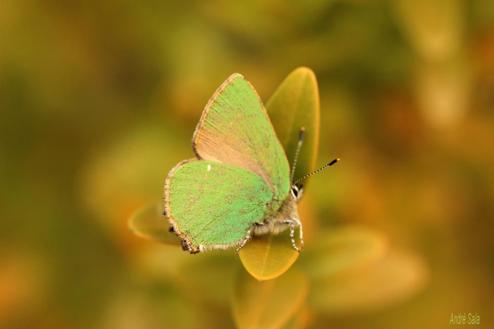 Thécla de la Ronce (La), Argus vert (L') Callophrys rubi (Linnaeus, 1758)