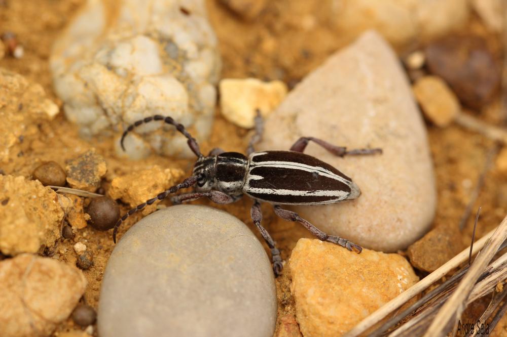  Iberodorcadion molitor (Fabricius, 1775)