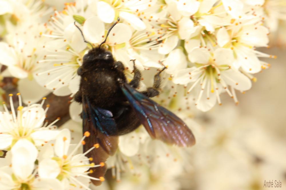 Abeille charpentière, Xylocope violet Xylocopa violacea (Linnaeus, 1758)