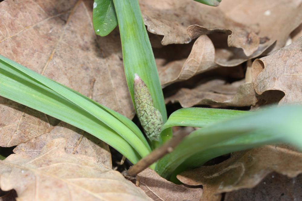 Muscari à toupet, Muscari chevelu Muscari comosum (L.) Mill., 1768