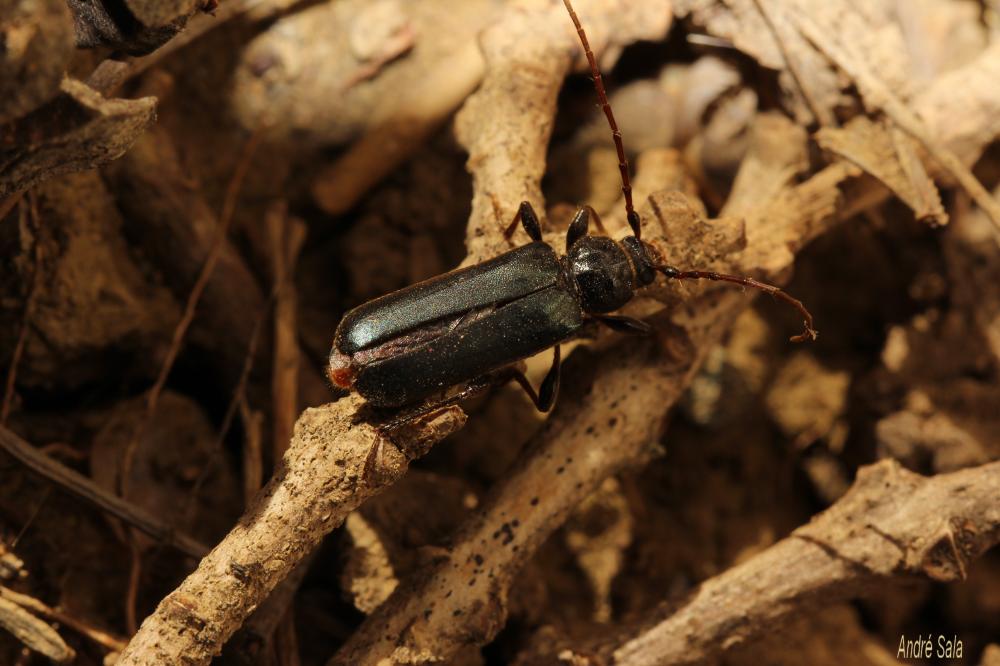 Phymatodes testaceus (Linnaeus, 1758)