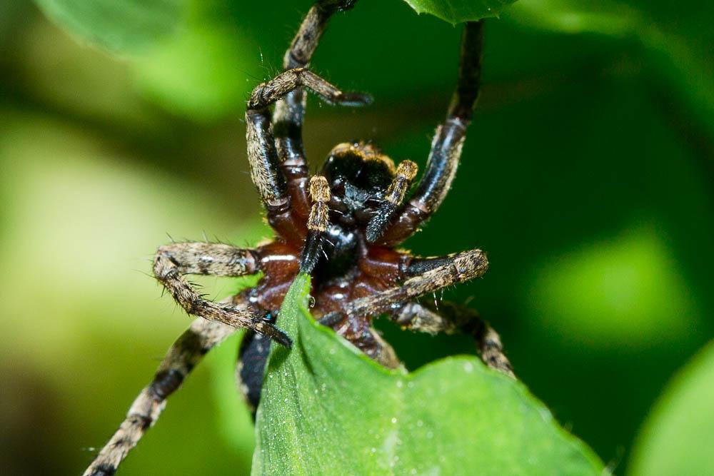  Alopecosa albofasciata (Brullé, 1832)