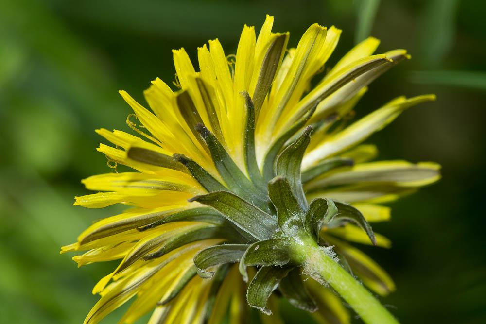 Pissenlit d'Ekman Taraxacum ekmanii Dahlst., 1911