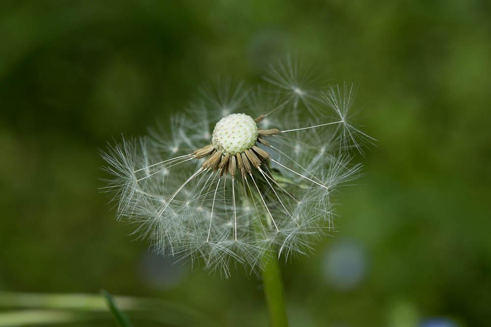 Pissenlit d'Ekman Taraxacum ekmanii Dahlst., 1911