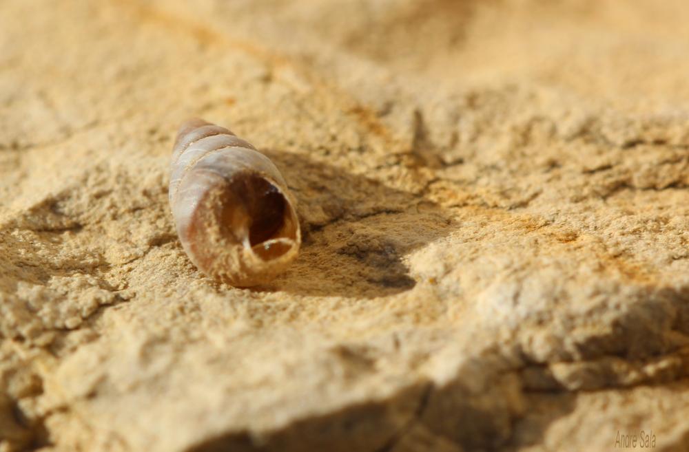 Clausiliidae Gray, 1855