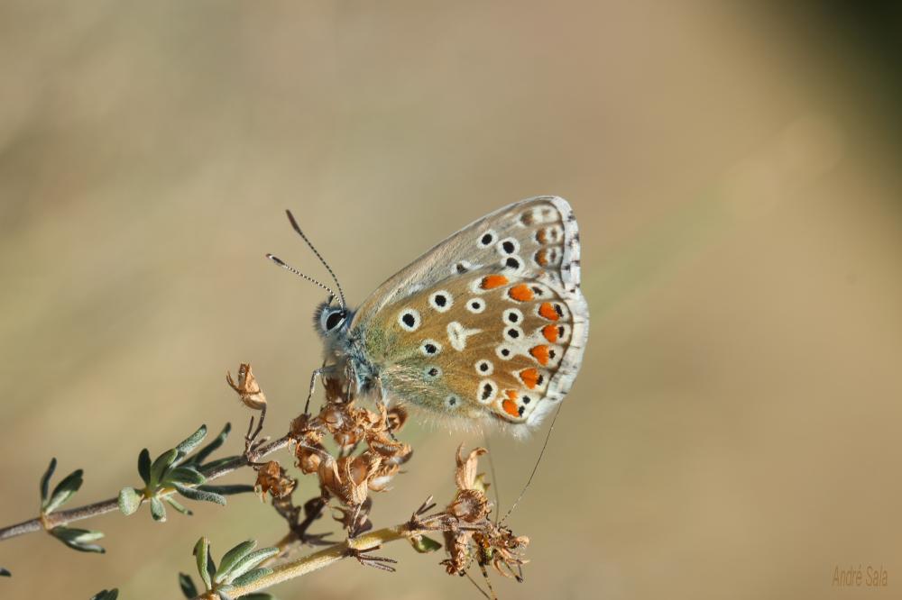 Azuré bleu-céleste (L'), Bel-Argus (Le), Argus ble Lysandra bellargus (Rottemburg, 1775)