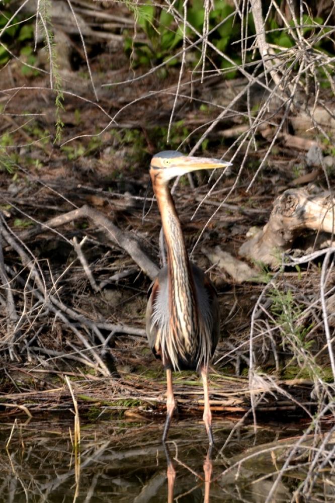 Héron pourpré Ardea purpurea Linnaeus, 1766