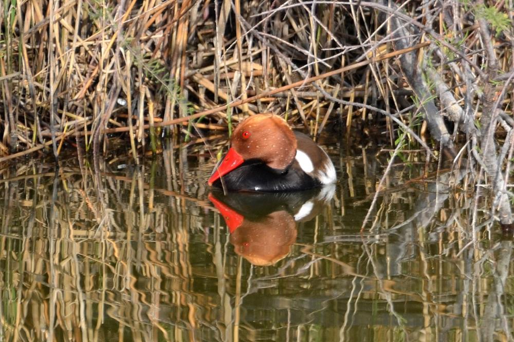 Nette rousse Netta rufina (Pallas, 1773)