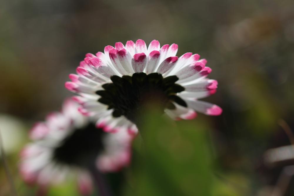 Pâquerette Bellis perennis L., 1753