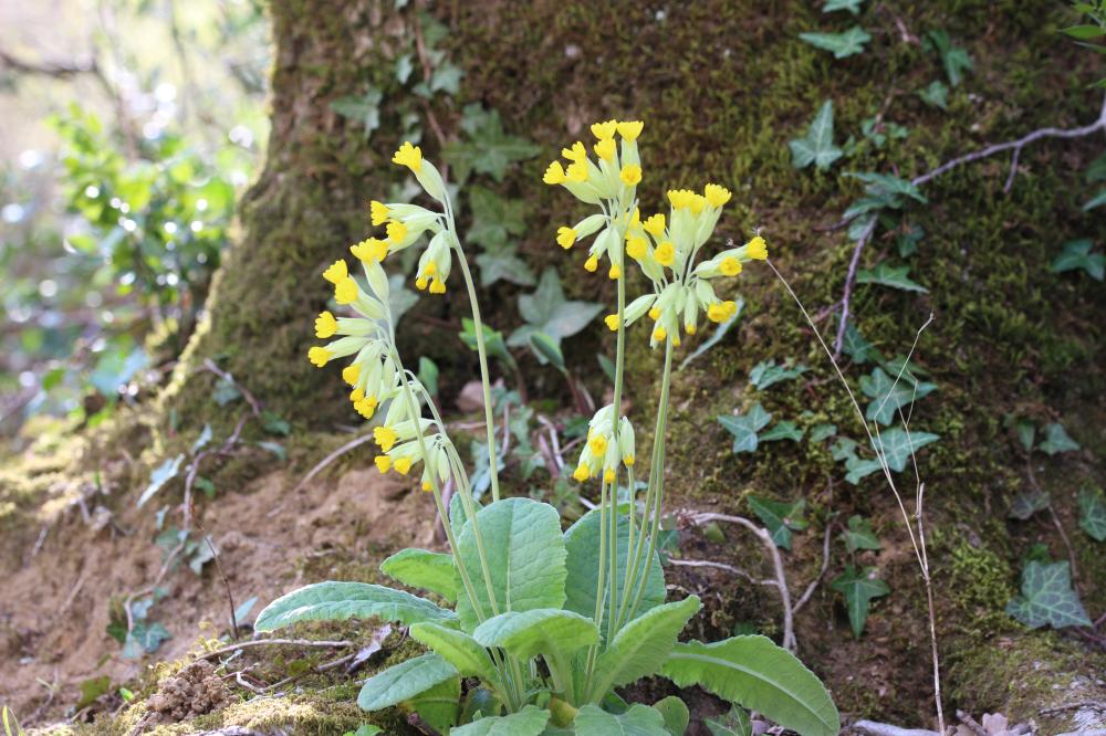Coucou, Primevère officinale, Brérelle Primula veris L., 1753