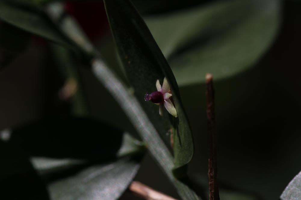 Fragon, Petit houx, Buis piquant Ruscus aculeatus L., 1753