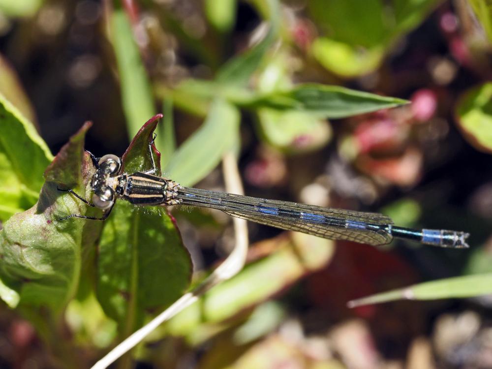 Agrion de Mercure Coenagrion mercuriale (Charpentier, 1840)