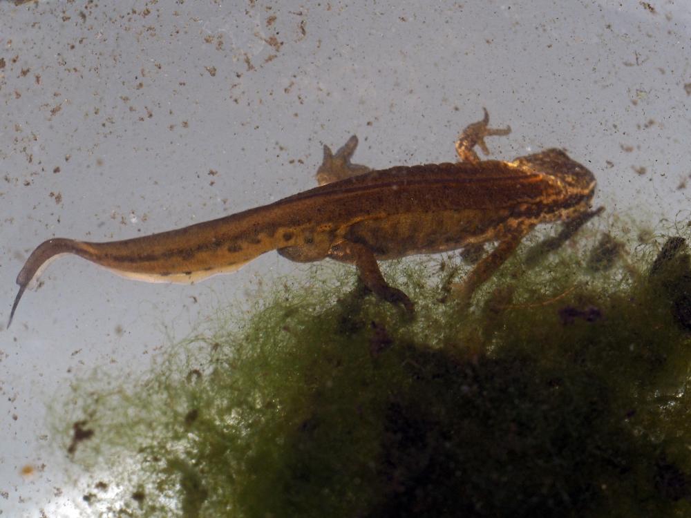 Triton palmé Lissotriton helveticus (Razoumowsky, 1789)