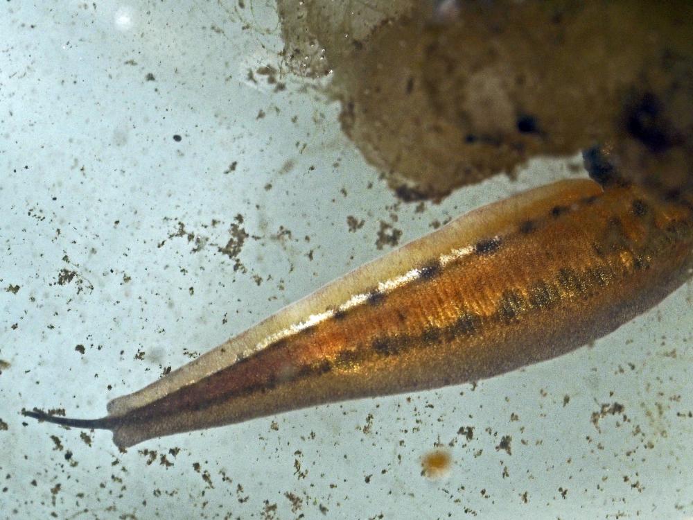 Triton palmé Lissotriton helveticus (Razoumowsky, 1789)