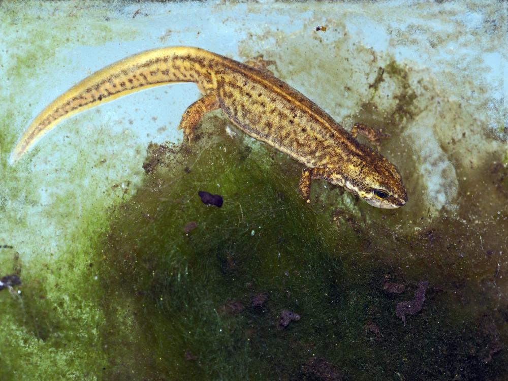 Triton palmé Lissotriton helveticus (Razoumowsky, 1789)