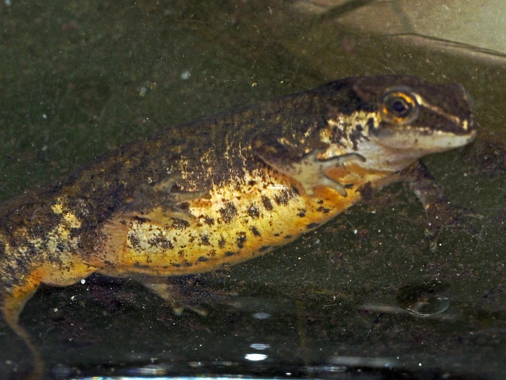 Triton palmé Lissotriton helveticus (Razoumowsky, 1789)