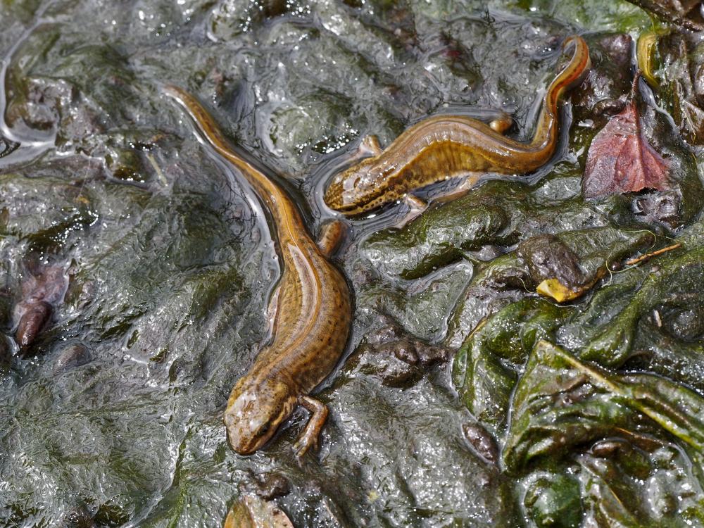 Triton palmé Lissotriton helveticus (Razoumowsky, 1789)