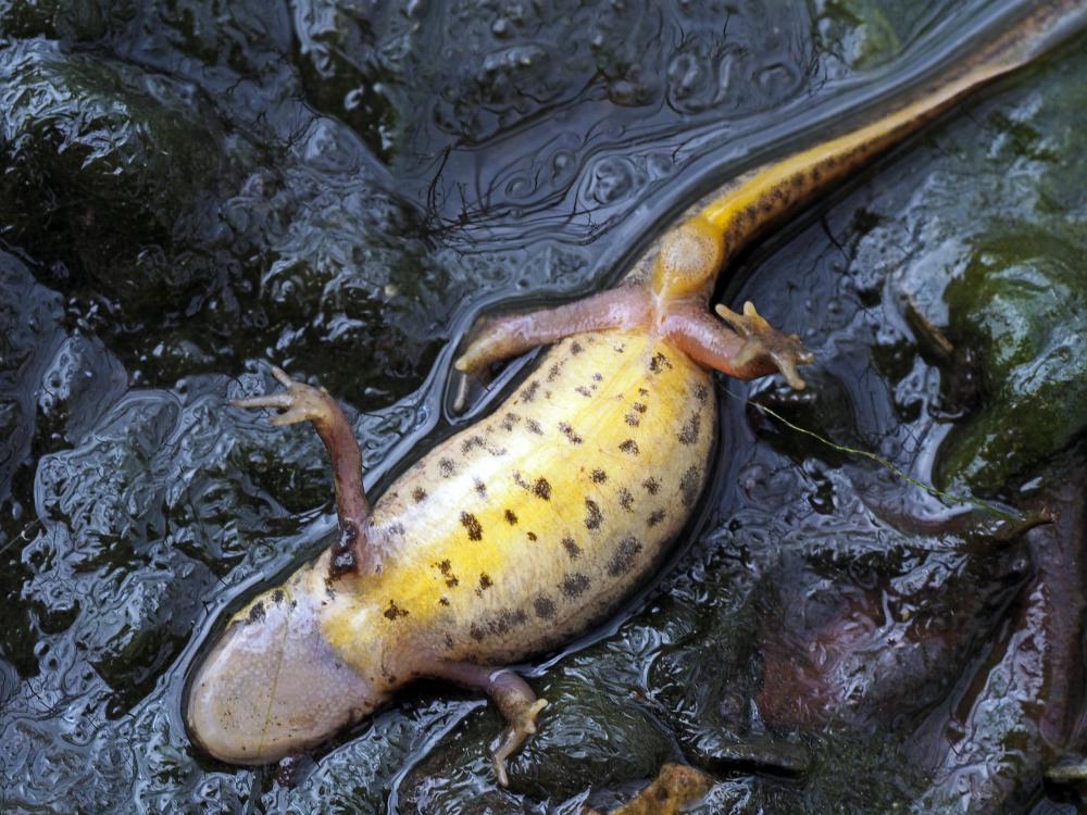 Triton palmé Lissotriton helveticus (Razoumowsky, 1789)