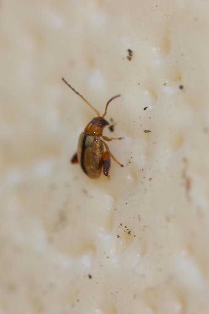 Longitarsus Latreille, 1829