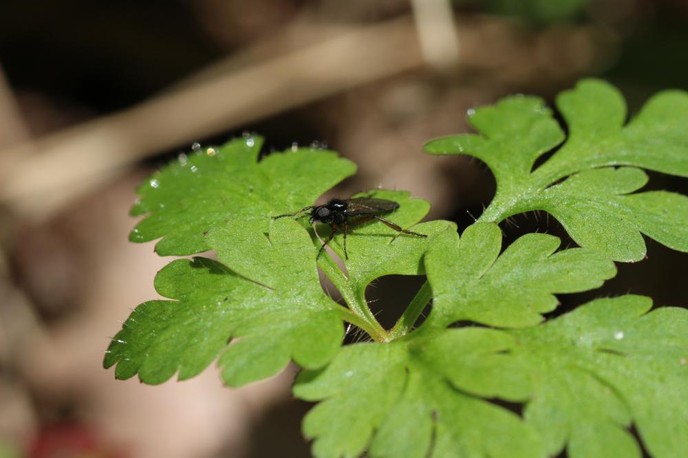 Bibio johannis (Linnaeus, 1767)