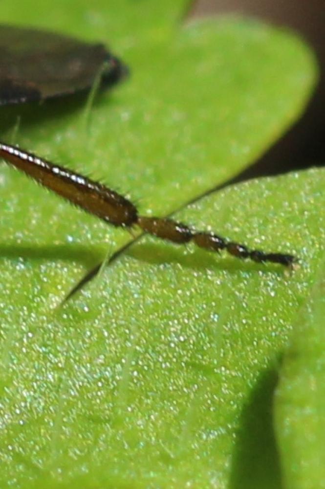 Bibio johannis (Linnaeus, 1767)