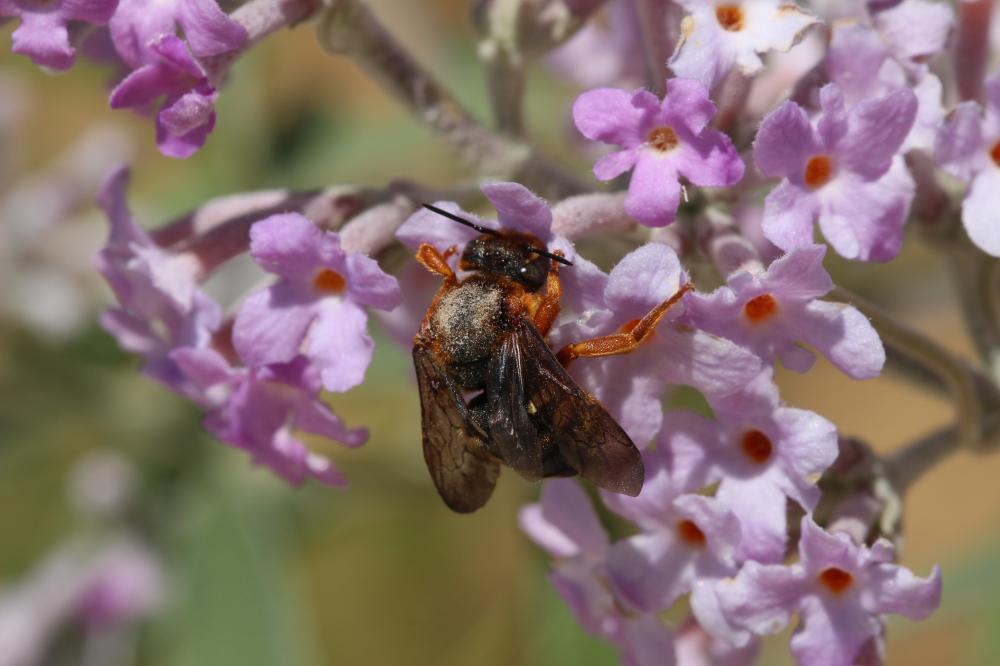  Rhodanthidium septemdentatum (Latreille, 1809)