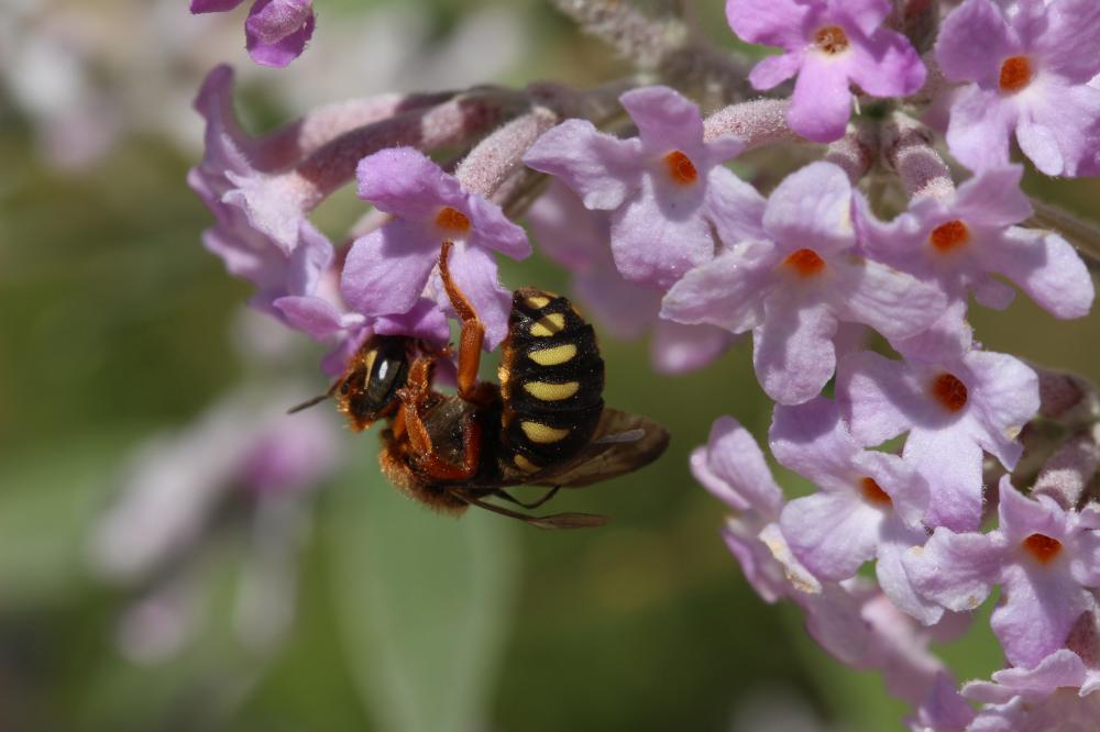  Rhodanthidium septemdentatum (Latreille, 1809)