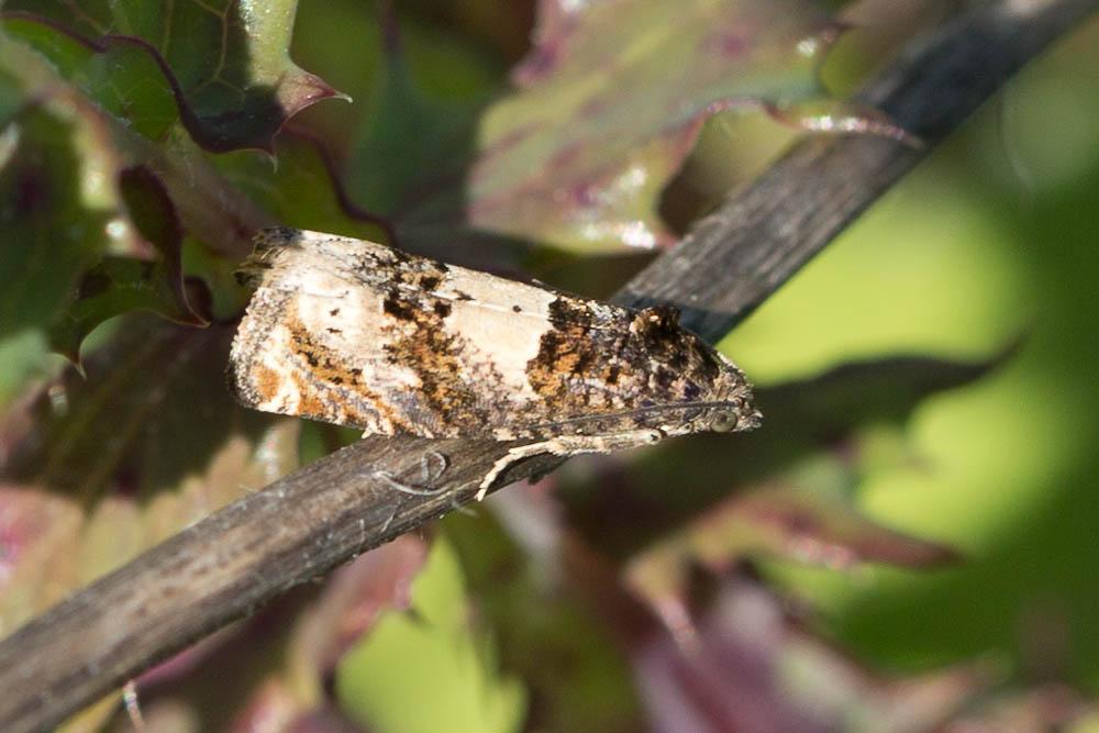  Epiblema scutulana (Denis & Schiffermüller, 1775)