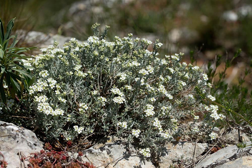 Corbeille d'argent à gros fruits, Alysse à gros fr Hormathophylla macrocarpa (DC.) P.Küpfer, 1974