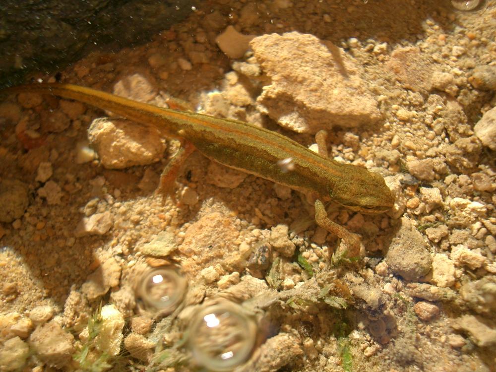 Triton palmé Lissotriton helveticus (Razoumowsky, 1789)