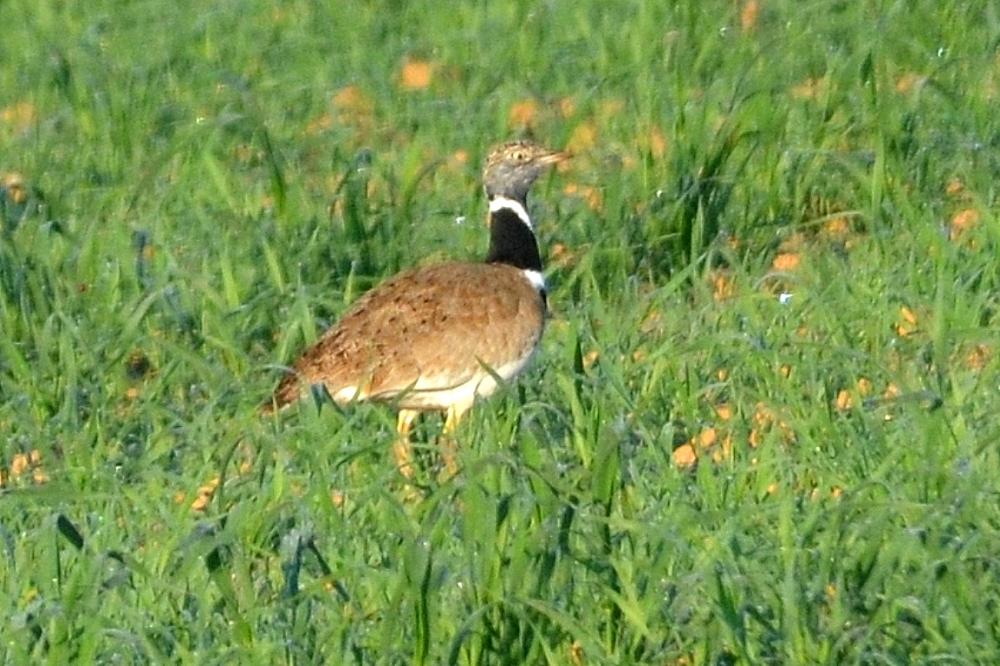 Outarde canepetière Tetrax tetrax (Linnaeus, 1758)
