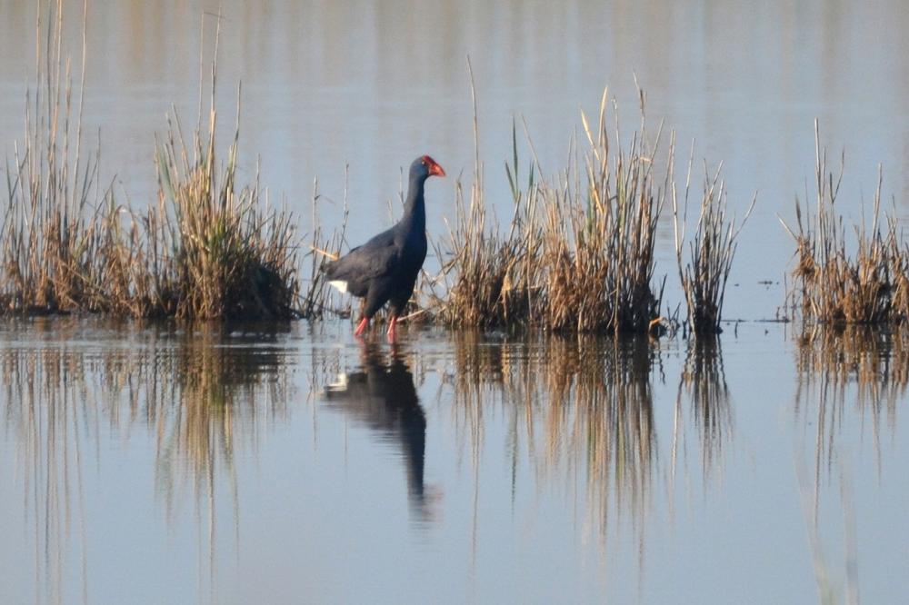 Poule sultane, Talève sultane, Porphyrion bleu Porphyrio porphyrio (Linnaeus, 1758)
