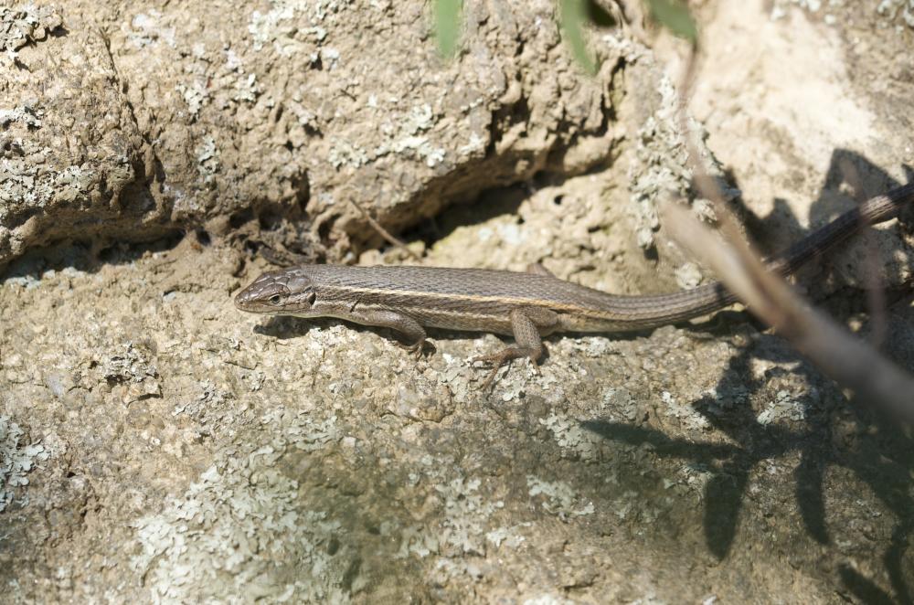 Psammodrome algire Psammodromus algirus (Linnaeus, 1758)
