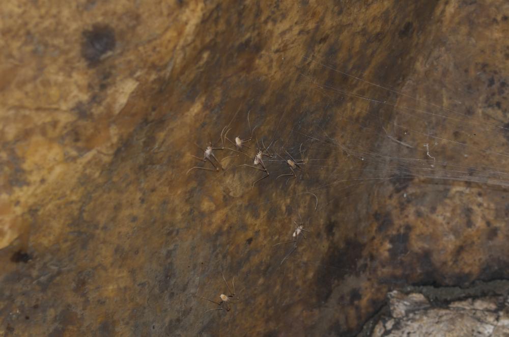 Dolichopode languedocien Dolichopoda linderii (Dufour, 1861)