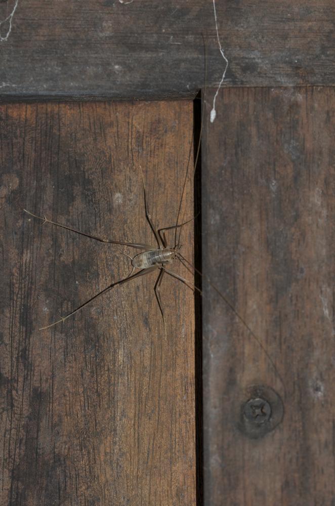 Dolichopode languedocien Dolichopoda linderii (Dufour, 1861)