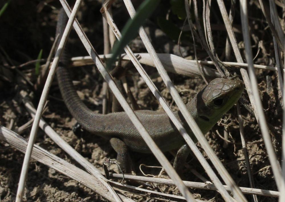 Lézard vert Lacerta bilineata Daudin, 1802