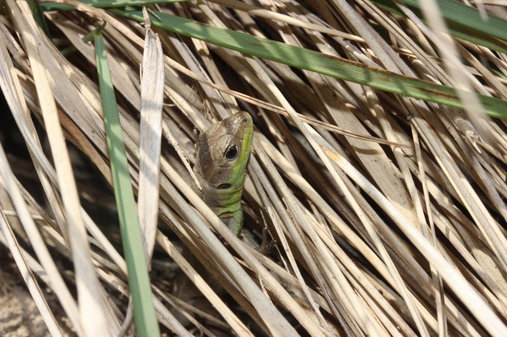 Lézard vert Lacerta bilineata Daudin, 1802
