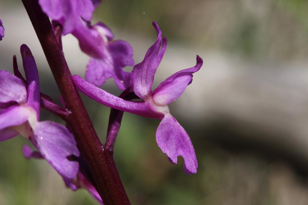 Orchis mâle, Herbe à la couleuvre Orchis mascula (L.) L., 1755
