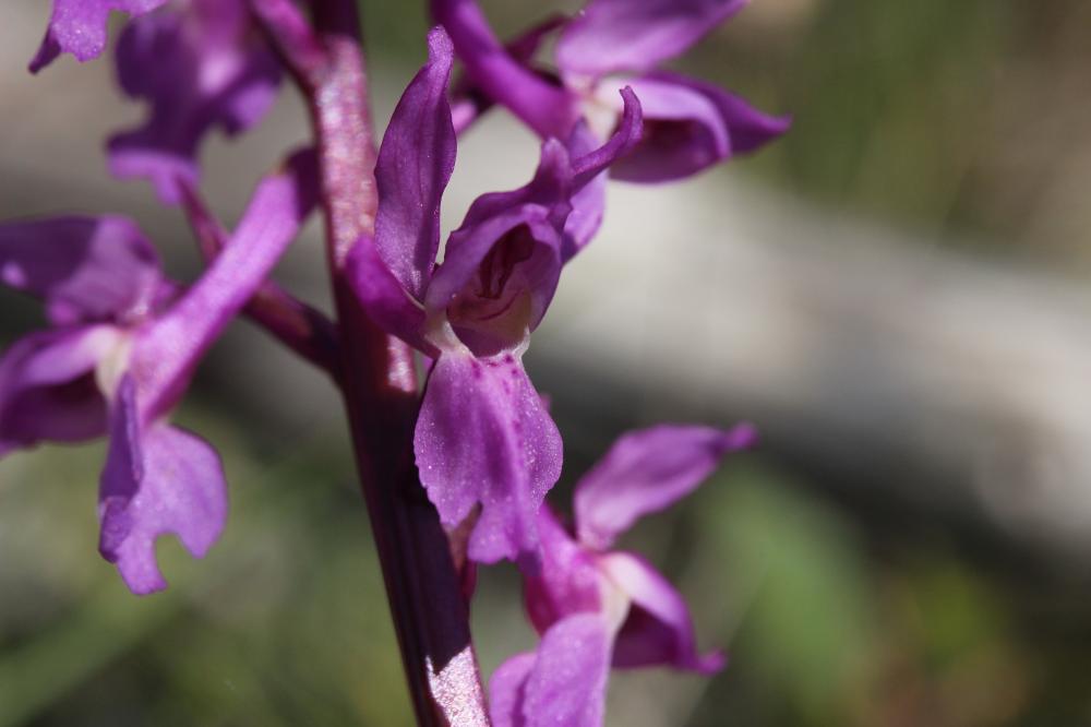 Orchis mâle, Herbe à la couleuvre Orchis mascula (L.) L., 1755