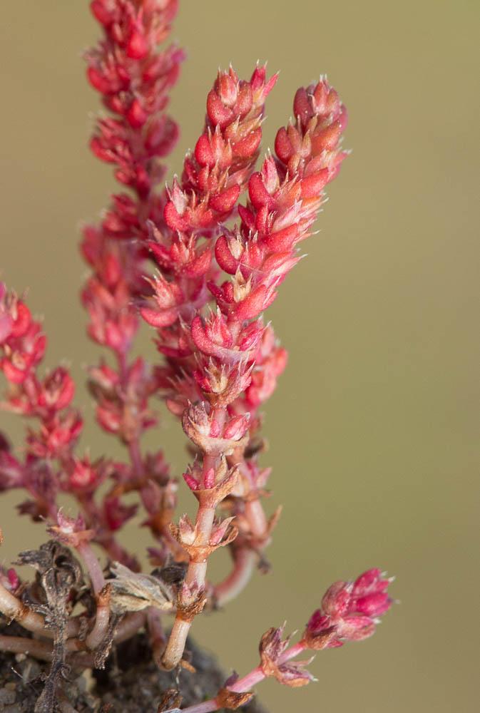 Crassule mousse, Mousse fleurie Crassula tillaea Lest.-Garl., 1903