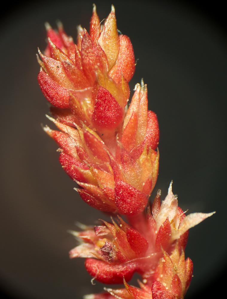 Crassule mousse, Mousse fleurie Crassula tillaea Lest.-Garl., 1903