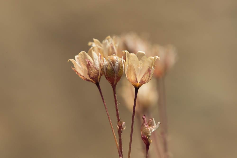 Espargoutte à cinq étamines Spergula pentandra L., 1753