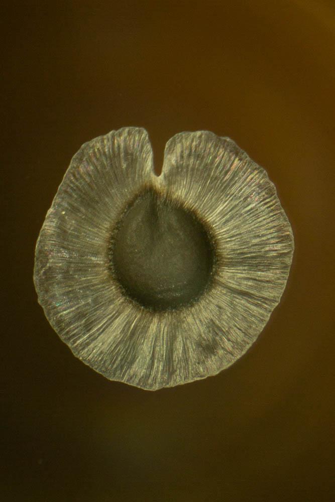 Espargoutte à cinq étamines Spergula pentandra L., 1753