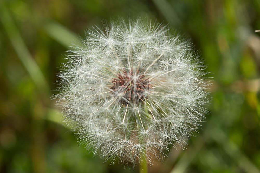 Pissenlit à feuilles obovales Taraxacum obovatum (Waldst. & Kit. ex Willd.) DC., 1809